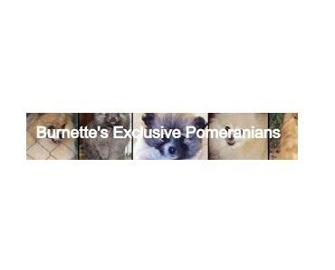 Burnette's Exclusive Pomeranians
