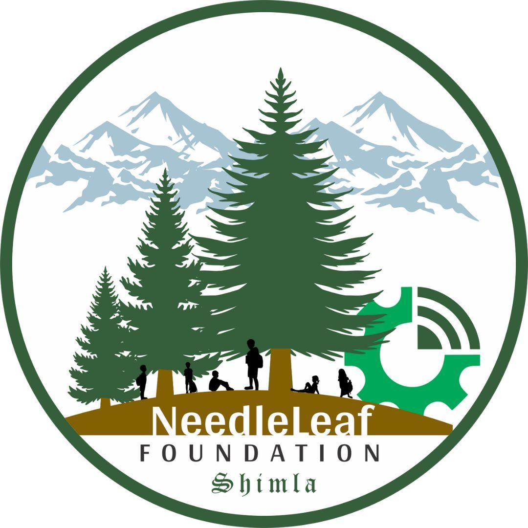 needleleaf-foundation8